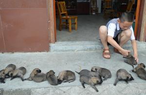 9 hours of wolfhound are produced issued 12 doggies, 8 by with 1500 yuan / the price is ordered