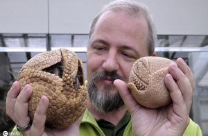 Endangered animal of Brazil---Lovely armadillo