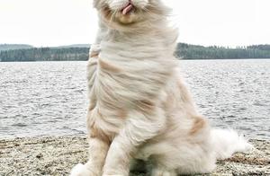 Remote because pectoral wool of the cat is fleecin