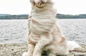 Does remote have many because of the cat " funny 