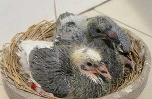 Sai Ge's trouble is much, because did not do this