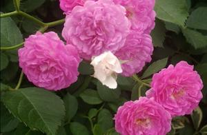 A kind of person loves you very much actually, it 