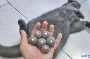 Gao of concealed of small fair cat, since egg egg 