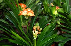 Expire pill is not lost, throw into flowerpot inside, the flower is raised casually can explode basi