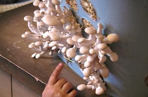 蘑菇加家具 为什么家里会长蘑菇