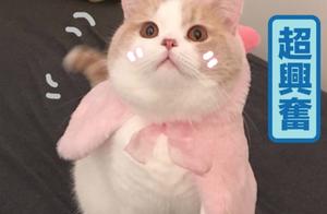 The net explodes doubt is like Yang Yang and Qiao 