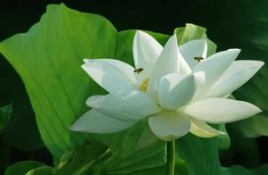 Headroom rabbi answers question: The heart of pray