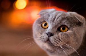 On the earth 10 adult enrage highest pet cat, chin