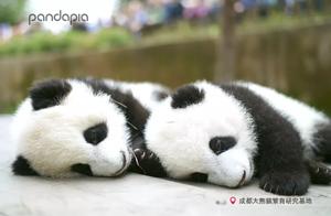 Morpheus quality is bad, come rapidly Get sleeps c