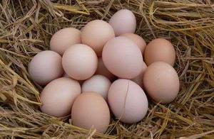 Is what don't you know to the egg lays first secret?