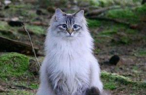 The Mi of the costliest 5 kinds of cats on the wor