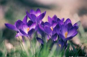 Taurus falls in love with you really!