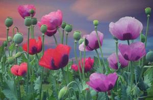 Privately is planted papaverous experience blame is sentenced