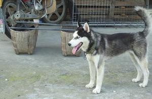 Ha Shiji suits to raise most in the country, is not a city in, because it is dry farm work technolog