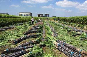 The pain spot of Chinese agriculture is not techno