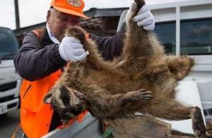 After leak of Japanese nuclear radiation, the influence has many serious, unripe oyster 