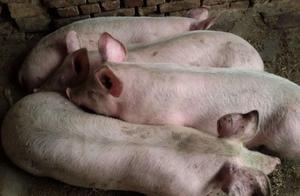 What disease is pig high fever is not retreated? How to treat? Pig high fever is not retreated, urge