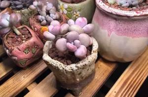 Peach egg all the time not how does chromatically 