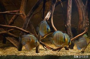 Cause aquarium toxin to exceed the correct process