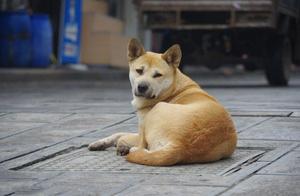 On the earth 10 big the most faithful dog, rural dog resides China head of a list of names posted up