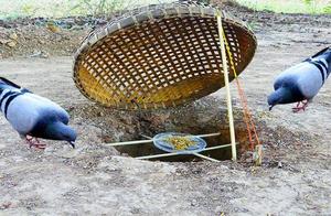 This trap is too simple really, groups of small field decorates this fowling trap, catch gluttonous