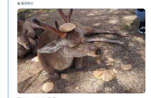 A bit not feel like eating! Full ground thin panca