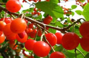 Cherry " enervated " easy decay, teach you 3 lit