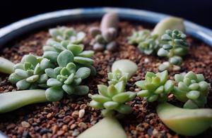 Want to raise meaty leaf to insert successful rate