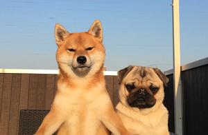 Myna dog and bavin dog take a picture together, this face contrast is looked at also too happy feeli