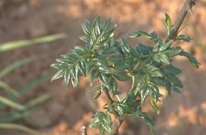 Moorland replant 1000 mus " Jin Doudou " , every