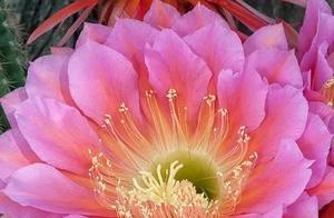 See or disappear, still long for, couplet is, did not forget.