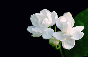 Detailed solves problem of slim and fragile of jasmine flower new branch, strong the branch just can