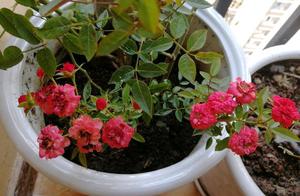 Raise rose, the bubble in water a branch, 10 days 