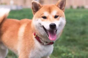 A boss that does not come home, kind of what kind 