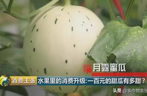Melon " Bai Fumei " sell price giving a day, doe