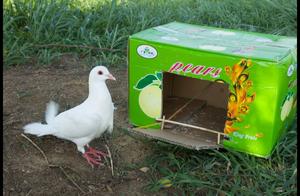 This trap is too simple really, field of groups of small artful box that use paper decorates fowling