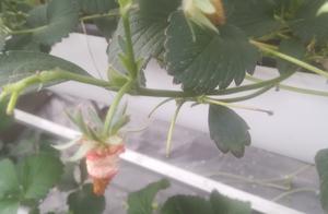 Is strawberry ill fruit wet what disease is soft decay? Drug prophylaxis and treatment has been comp