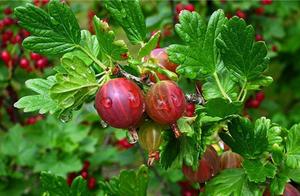 Is black rim of the eye divided hard? Oculist: Hav