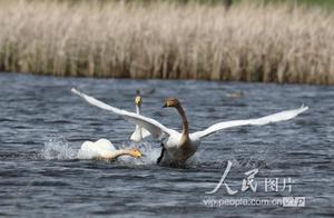 Xinjiang A straps peaceful: Exceedingly condition is brought swan comes