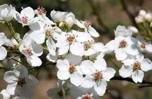 Spring breeze is inferior to you 10 lis, 3 lis of 