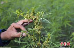 Hempen or send explain American green card, natura