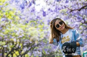 Kunming: Dreamy La Huaying blossoms