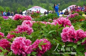 Beijing: Round a variety of 200 peony contend for bright garden strange bottle colourful