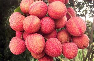 Is the net passed this year litchi a jin 89? Netizen: Afterwards 