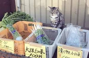 Japanese popularity is automatic sale is vegetable, what nobody are sitting before booth is a cat, t