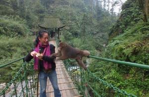 Is the mobile phone reaved to bite bad situation area by the monkey this compensate? Park of Guiyang