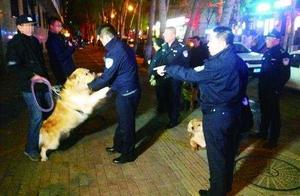 Harbin police is investigated late violate compasses stroll dog 49 cases to accept check 13 dogs
