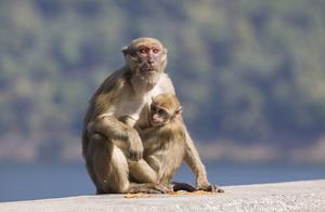 Clever gene of the mankind turns to the monkey, does the meaning where?