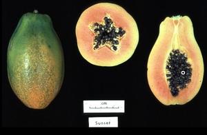 Turn is gene provision safe? We made a visit to ma