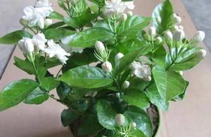 The conserve skill of the jasmine flower, when to 